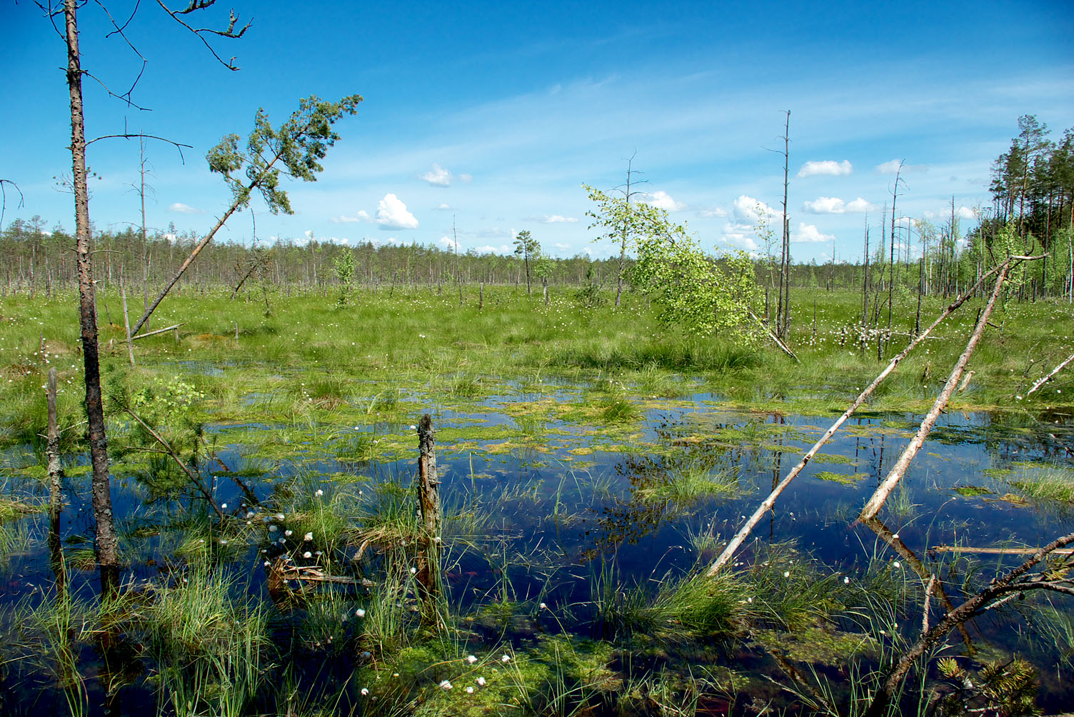 Экологическая группа болот. Бойские болота заказник. Солодихинское болото. Череповецкие болота. Бойские болота Иркутской области.